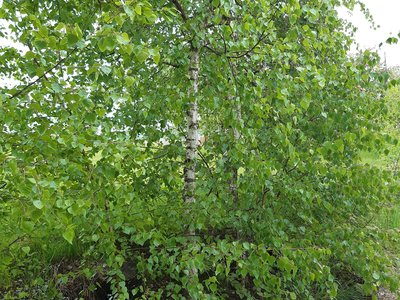 bříza bradavičnatá